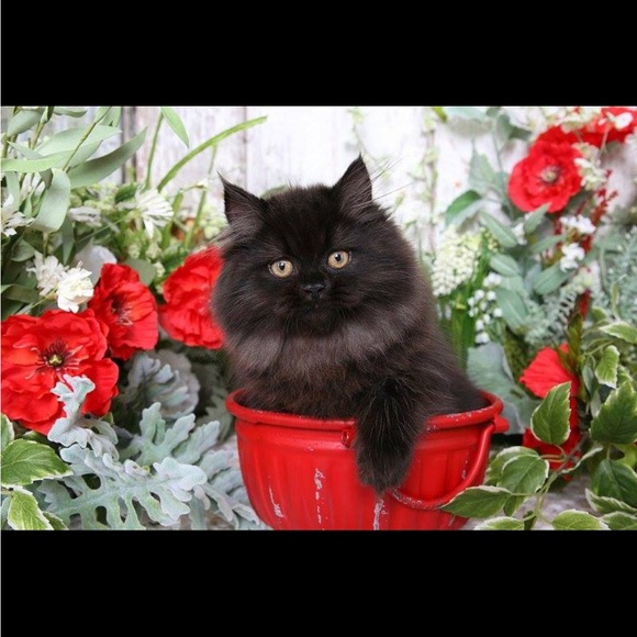 Meet your Posher, Sharon - Picture 15 of 16